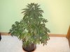 14 Weeks - 29 Days into 12-12 - Aurora Indica - 1.JPG