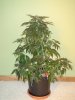 14 Weeks - 29 Days into 12-12 - Aurora Indica - 2.JPG