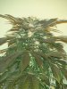 14 Weeks - 29 Days into 12-12 - Aurora Indica - 3.JPG