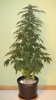 14 Weeks - 29 Days into 12-12 - Medi Bud - 2.JPG