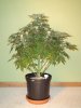 14 Weeks - 29 Days into 12-12 - White Widow - 1.JPG