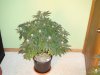 14 Weeks - 29 Days into 12-12 - White Widow - 2.JPG