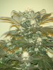 14 Weeks - 29 Days into 12-12 - White Widow - 3.JPG