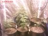 First new tent foliar feed update..jpeg