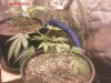Spl1 first week foliar comp.jpeg