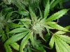 Bubba Kush Shows Purple day 52 (6).jpg