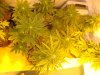 DSC01035.JPG