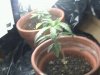 cfl 1 017_0001.jpg
