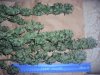 axjnkee-albums-led-growing-picture118185-dsc01513.jpg