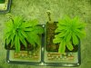 4-7 #4 & #2 top view.jpg
