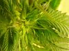 BLUE MYSTIC (79).jpg
