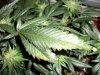 Shiva Skunk Leaves2.jpg