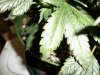 Shiva Skunk Leaves3.jpg