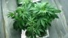 12.Mom clones  from current grow plus two seeds 1.red devil 2.Eldorado.jpg