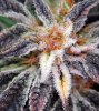 BongsQleaner6.jpg