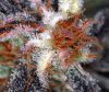 BongsQleaner9.jpg
