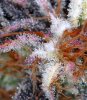 BongsQleaner10.jpg