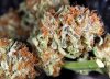 BongsQleaner16.jpg