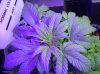 AK47 top 29 days from seed.JPG