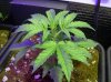 Blue Himalaya1 21 days from seed.JPG