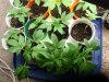 the babies 001.jpg