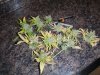 Trainwreck partial harvest (7).jpg