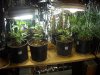 2010 grow #1 016.jpg