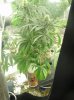 tokeymctokems-albums-first-grow-aerogarden-picture120125-p4160003.jpg