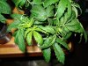 DSC00669.jpg