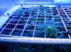 16 Apr new scrog 2.JPG