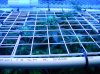 16 Apr new scrog 3.JPG