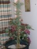 100_1695_resize.JPG
