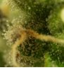 Trichomes.jpg