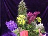 flowersnbudsb.jpg