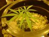 jabbadagriffen-albums-super-lemon-haze-grow-log-picture883951-first-24-hours-room-still.jpg