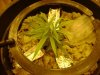 jabbadagriffen-albums-super-lemon-haze-grow-log-picture883952-day-3-seedling-into-rockwool.jpg