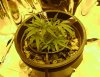 jabbadagriffen-albums-super-lemon-haze-grow-log-picture890716-day-8-growing-top-clipped.jpg