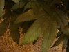DSC01457.jpg