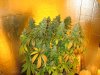 sour cream half chopped 002.jpg