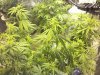 hashplant-kush-day12.jpg