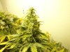 weed 001.jpg