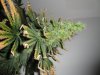 weed 026.jpg