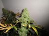 weed 021.jpg