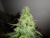 weed 025.jpg