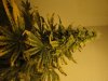 weed 002.jpg