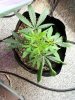 100_1635.jpg