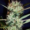 MFxSW (short sativa pheno) 01.jpg