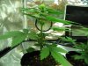 sativa and twelve twelve from seed 009.jpg