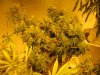 sativa and twelve twelve from seed 004.jpg