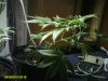 plants sexed out 015.jpg